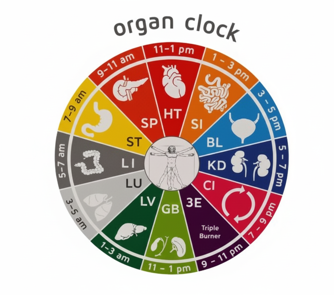 Organ System